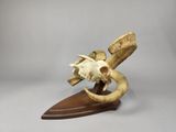 a small animal skull on a wooden stand on a gray background