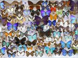 Photo 2/5 du lot