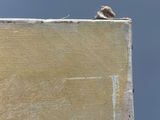un oiseau perché sur un morceau de bois