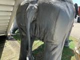 Photo 7/9 du lot