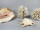 trois coquillages posés sur une table