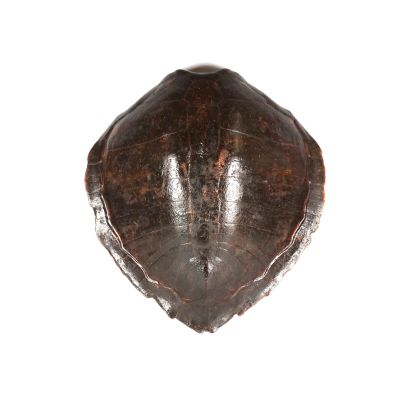 une image représentant un objet en forme de coquillage sur fond blanc