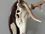a deer skull mounted on a wall with antlers on it