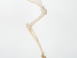 an image of a skeleton of a bird on a wooden base