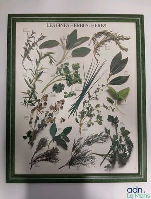 une photo d'une photo représentant un bouquet d'herbes aromatiques