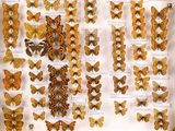 de nombreux papillons exposés dans une vitrine