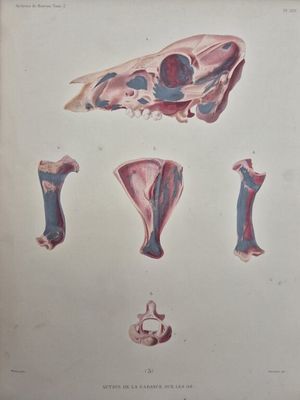 une illustration représentant un crâne humain et d'autres organes