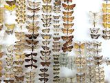 many different kinds of moths displayed on the wall