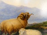 deux moutons qui se tiennent côte à côte dans l'herbe