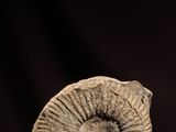 une sculpture en pierre représentant un coquillage sur un fond violet