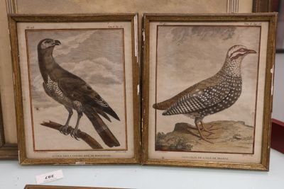 deux photos d'oiseaux encadrées, exposées sur une table