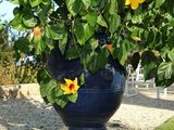 a large blue vase with yellow flowers in it