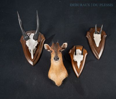 three deer heads mounted on a wall with antelope heads on them