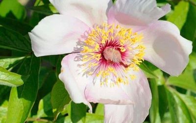 a white flower with a yellow center on a bush