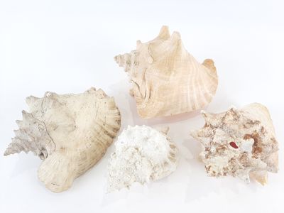 three different types of seashells on a white surface