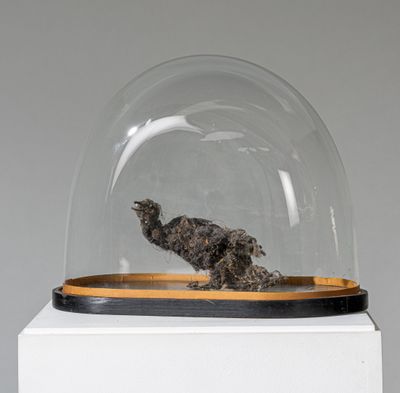 un oiseau qui se trouve sous une cloche en verre posée sur une table
