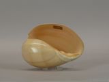 a shell that is sitting on a stand on a white surface