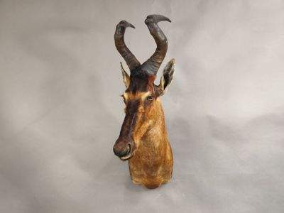 une tête d'antilope accrochée au mur sur un fond blanc