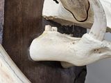 a close up of a piece of wood with a skeleton in it