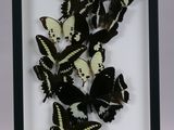 a lot of butterflies that are in a black and white frame