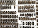 a lot of beetles on display in a display case