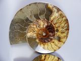 two shells that are sitting on top of each other