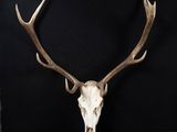 a close up of a deer skull with antlers on a black background