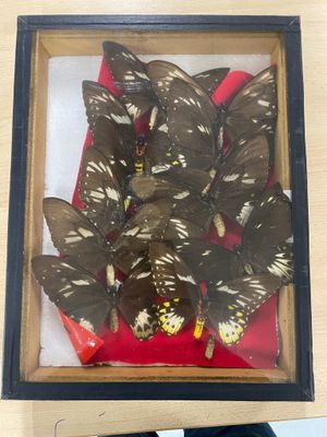 a picture of a picture of a group of butterflies in a frame