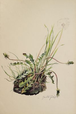 une image représentant un dessin de plante avec des feuilles et des fleurs