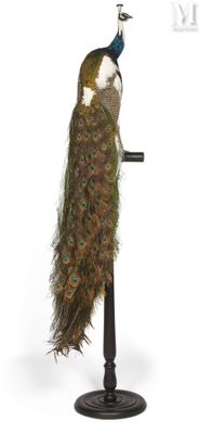 a peacock that is standing on top of a pole
