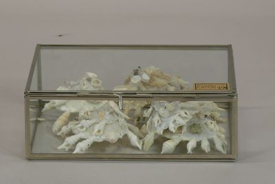 a glass box with shells inside of it on a table