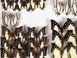 butterflies in a white box on a table with a green background