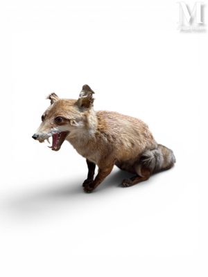 un renard assis par terre, la gueule ouverte