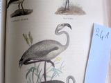 un livre sur lequel figure une image d'oiseaux