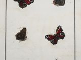 butterflies and caters on a sheet of paper with a black border