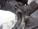 a statue of an owl sitting on a tree branch