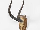 an antelope head mounted on a wooden plaque with long horns