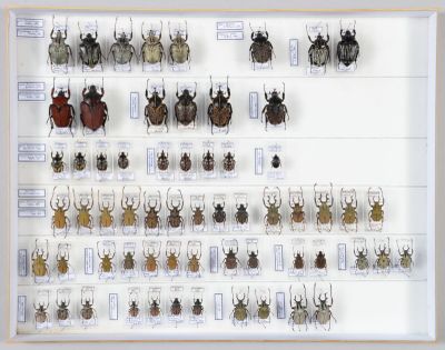 de nombreux insectes exposés dans une vitrine