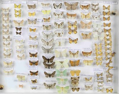de nombreux types de papillons différents présentés dans une vitrine