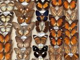 many different types of butterflies in a display case