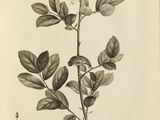 a black and white drawing of a plant with leaves and flowers