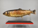 un gros plan d'un poisson posé sur un socle, sur fond gris