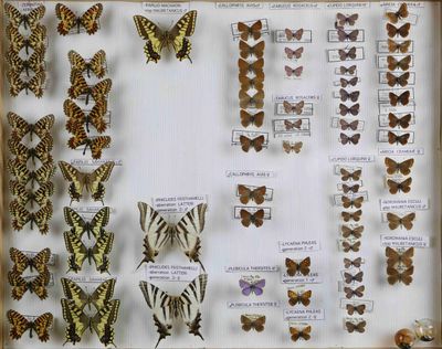 de nombreux types de papillons différents présentés dans une vitrine