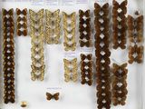 de nombreux types de papillons différents présentés dans une vitrine