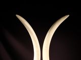 a pair of ivory tusks on a black background