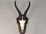 un crâne d'antilope accroché au mur, doté de longues cornes