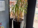 a potted plant in the corner of a room