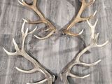 deux bois de cerf posés sur un parquet, à côté d'un oreiller