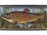 mounted brown trout in a glass frame with grass and water