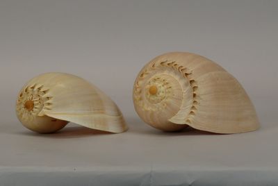two shells that are sitting on a table